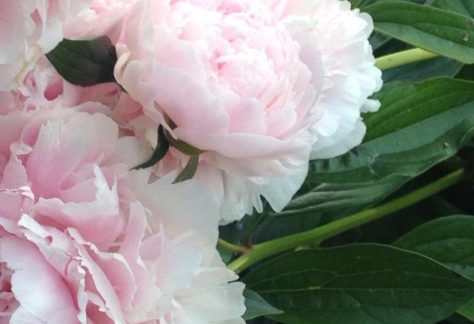 Flowers for Memorial Day